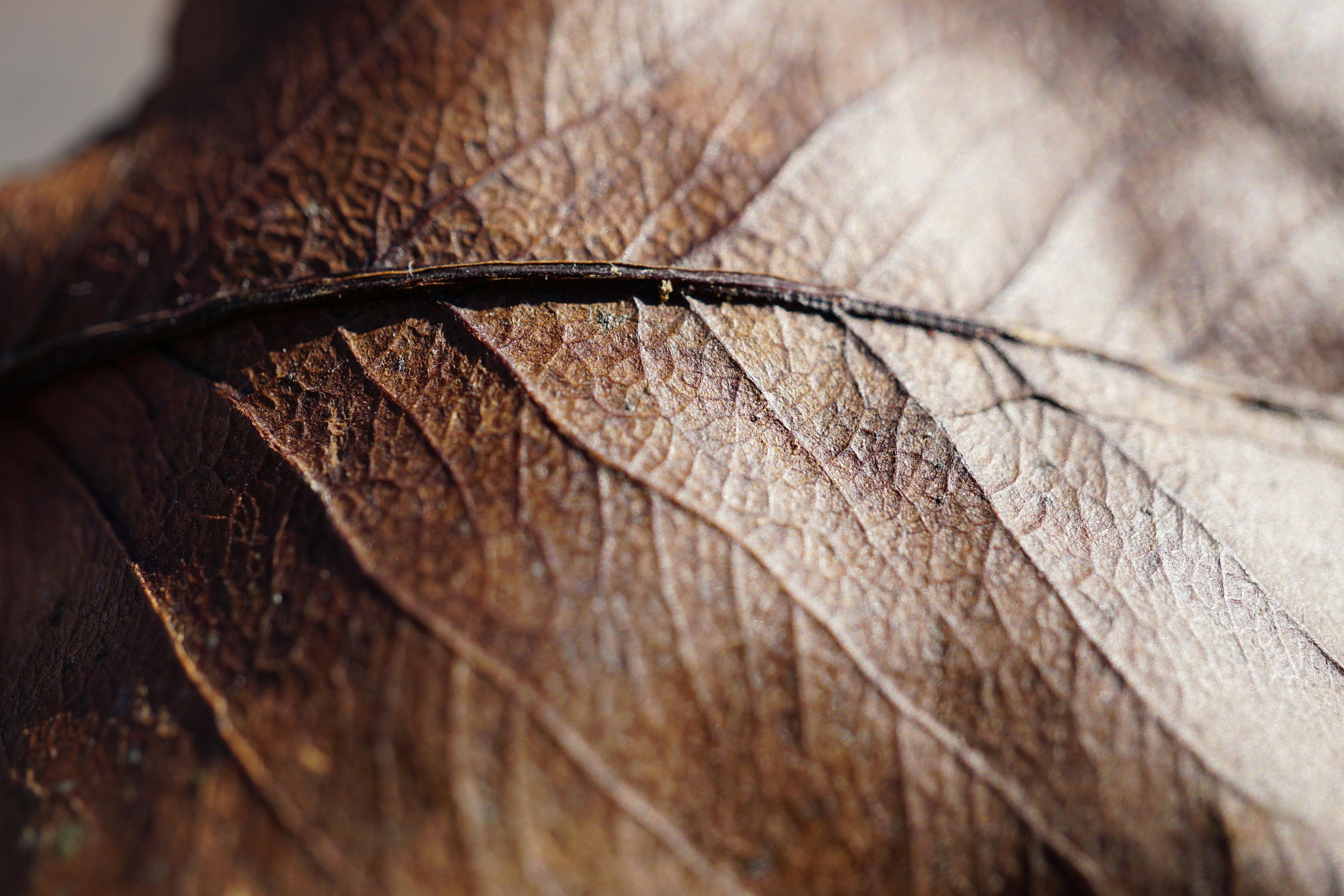Why Getting Sick is Important: A Homeopathic Perspective